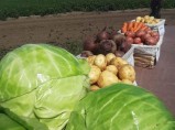 Отборные картошка, морковь, свекла, капуста и другие овощи от поставщика в Алтайском крае / Кемерово